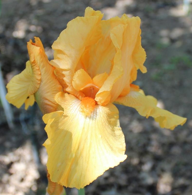 Photo of Tall Bearded Iris (Iris 'Fresno Calypso') uploaded by Calif_Sue