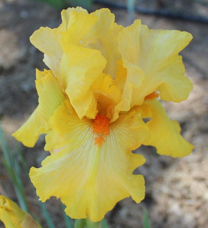 Photo of Tall Bearded Iris (Iris 'Flaming Victory') uploaded by Calif_Sue