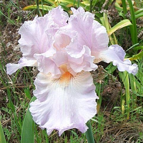 Photo of Tall Bearded Iris (Iris 'Foolish Pleasure') uploaded by Calif_Sue
