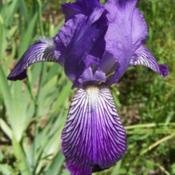 Photo courtesy of Bluebird Haven Iris Garden