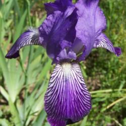 
Photo courtesy of Bluebird Haven Iris Garden