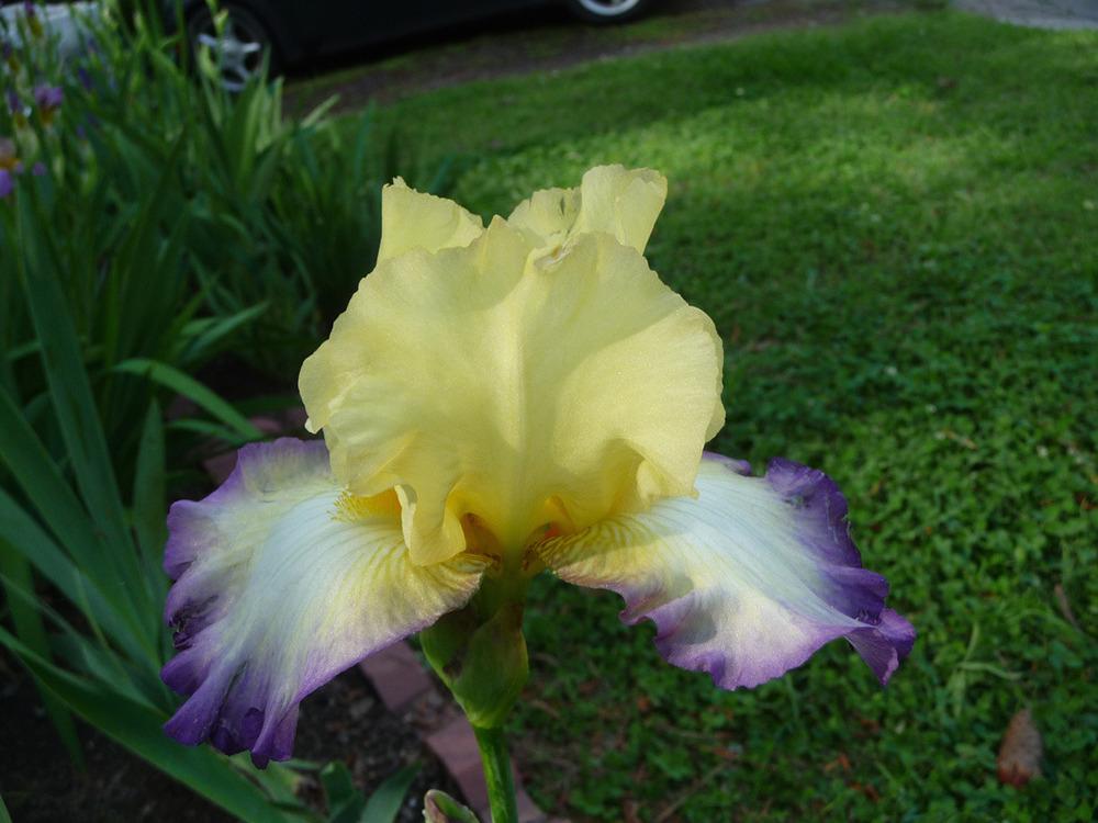 Photo of Tall Bearded Iris (Iris 'American Master') uploaded by Lestv