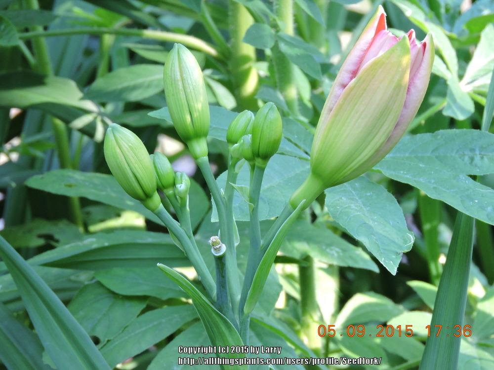 Photo of Daylily (Hemerocallis 'Jolyene Nichole') uploaded by Seedfork