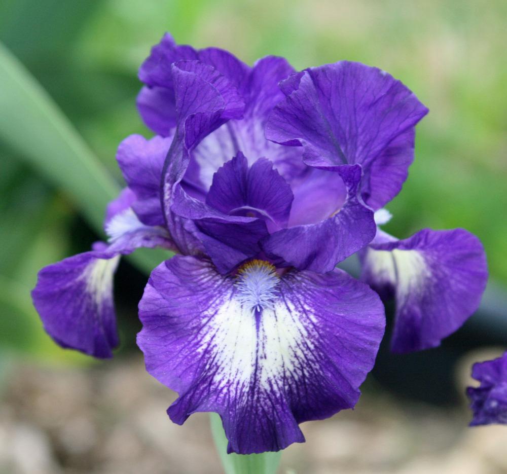Photo of Intermediate Bearded Iris (Iris 'Starwoman') uploaded by Snork