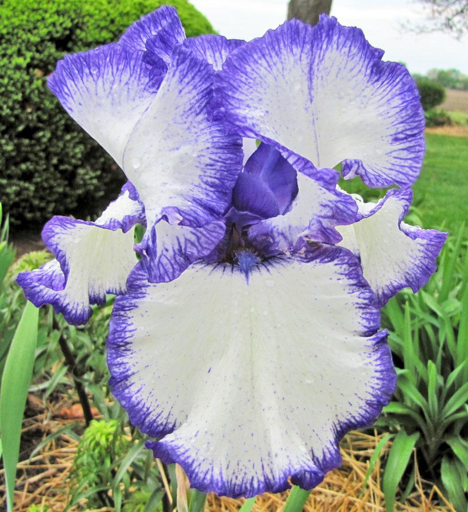 Photo of Tall Bearded Iris (Iris 'Rare Treat') uploaded by TBGDN