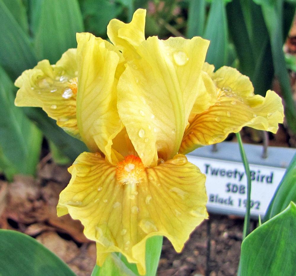 Photo of Standard Dwarf Bearded Iris (Iris 'Tweety Bird') uploaded by TBGDN