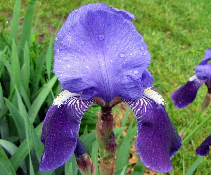 Photo of Species Iris (Iris x germanica) uploaded by TBGDN