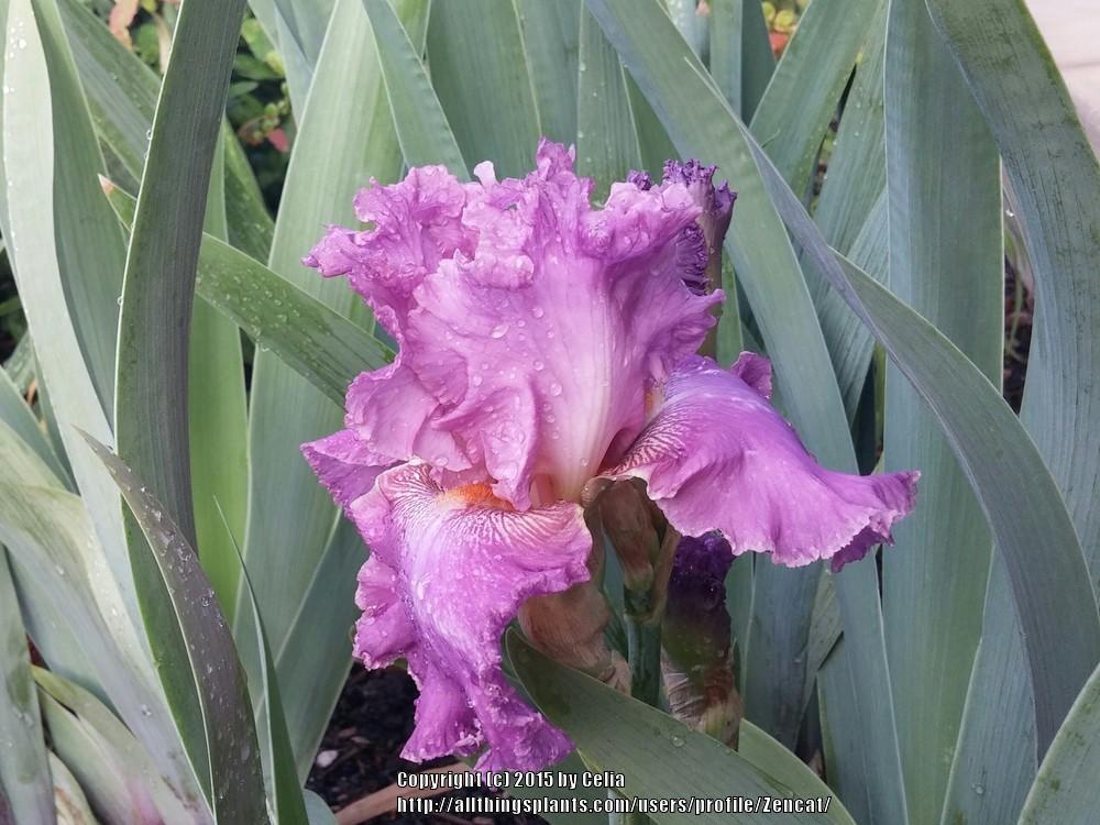 Photo of Tall Bearded Iris (Iris 'Kaligazam') uploaded by Zencat