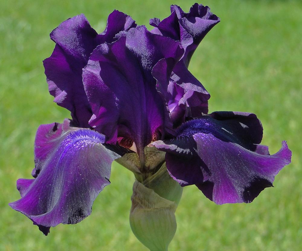Photo of Tall Bearded Iris (Iris 'Rosalie Figge') uploaded by admin