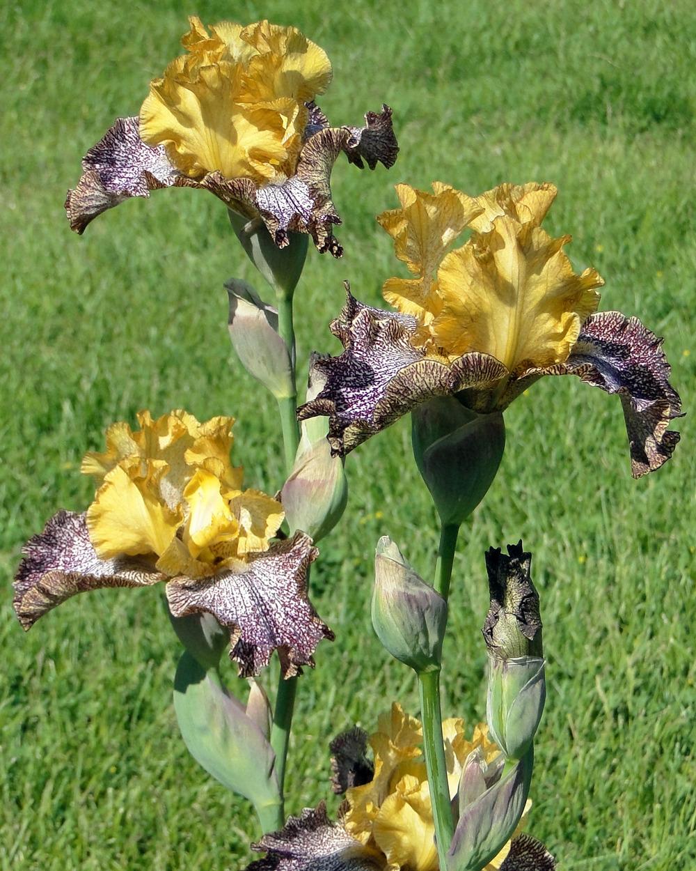 Photo of Tall Bearded Iris (Iris 'Temporal Anomaly') uploaded by admin