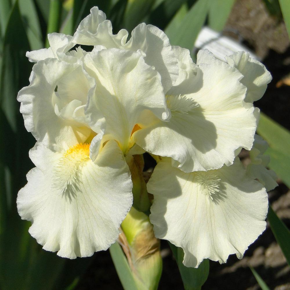 Photo of Intermediate Bearded Iris (Iris 'Jersey Cream') uploaded by admin