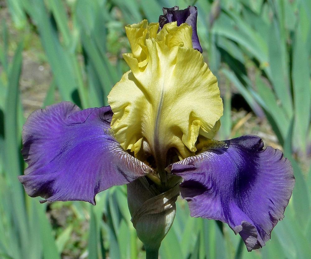 Photo of Tall Bearded Iris (Iris 'Jurassic Park') uploaded by admin