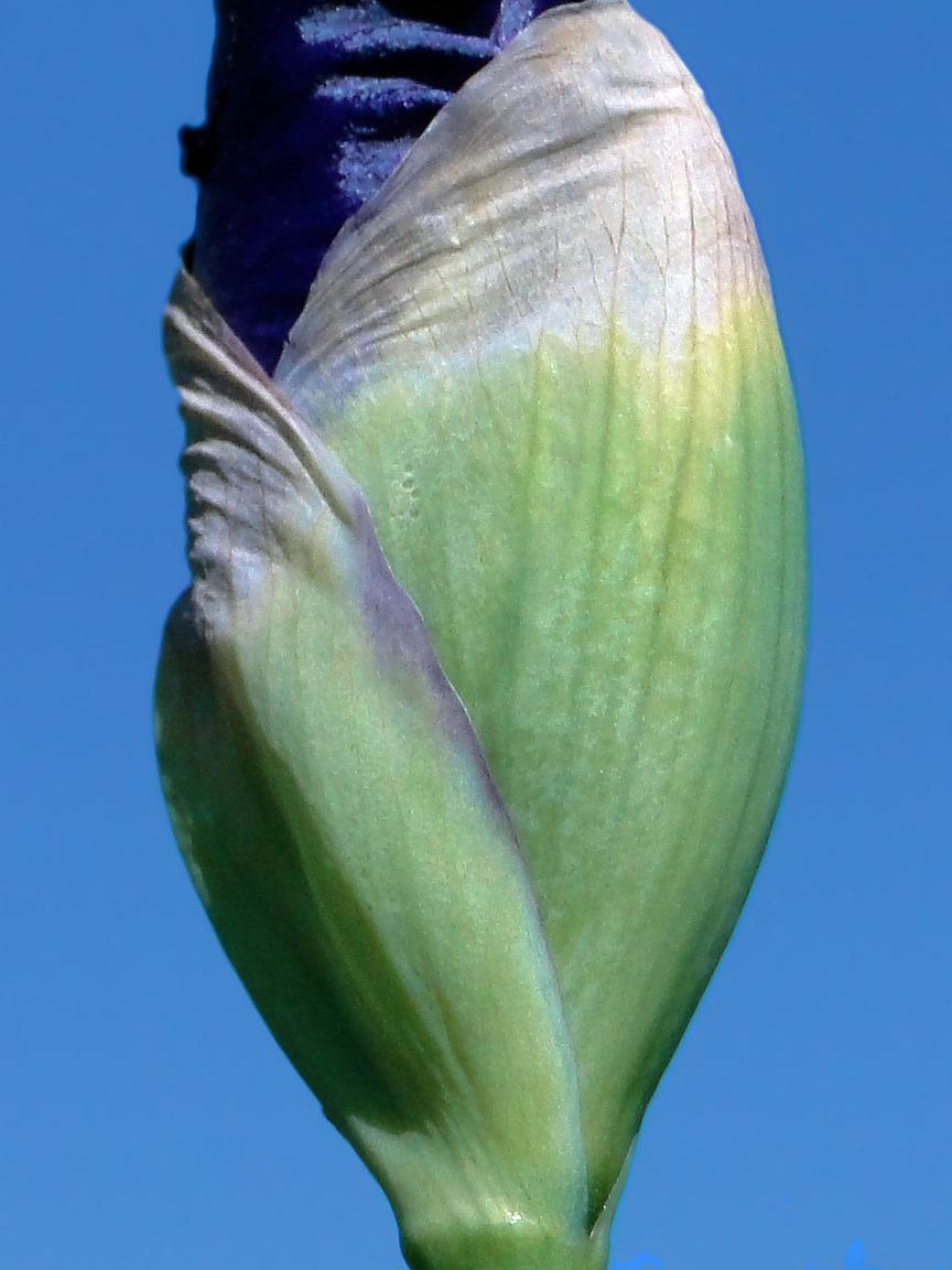 Photo of Tall Bearded Iris (Iris 'Stellar Lights') uploaded by admin