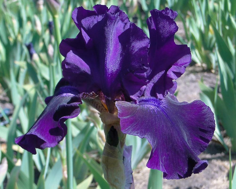 Photo of Tall Bearded Iris (Iris 'Rosalie Figge') uploaded by admin