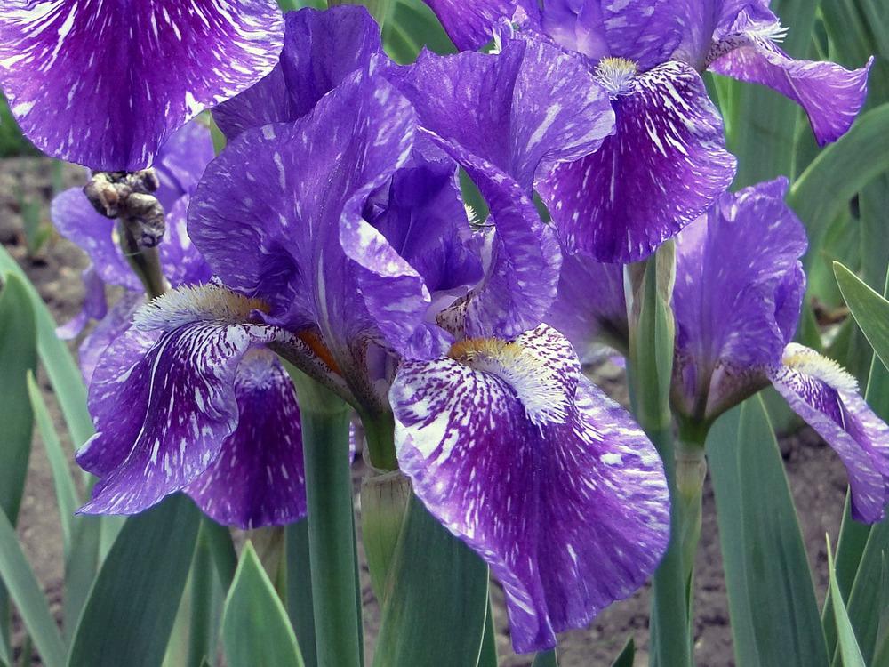Photo of Intermediate Bearded Iris (Iris 'Hubbub') uploaded by admin
