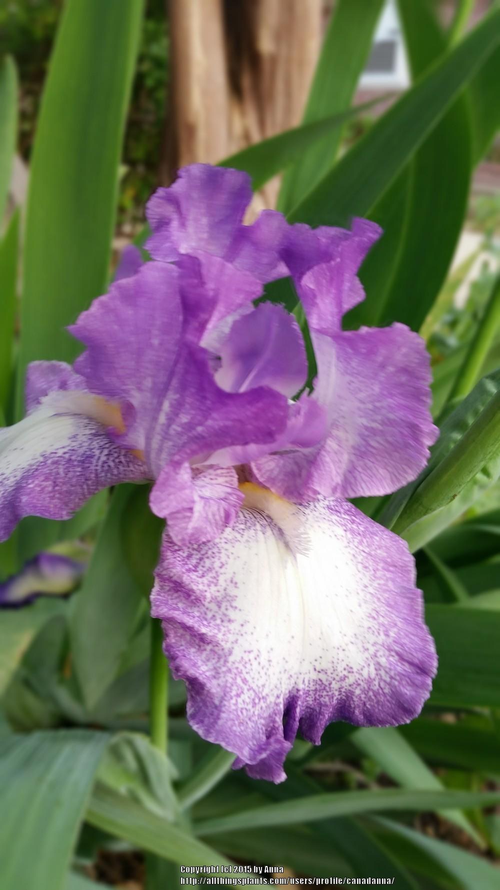 Photo of Tall Bearded Iris (Iris 'Jesse's Song') uploaded by canadanna