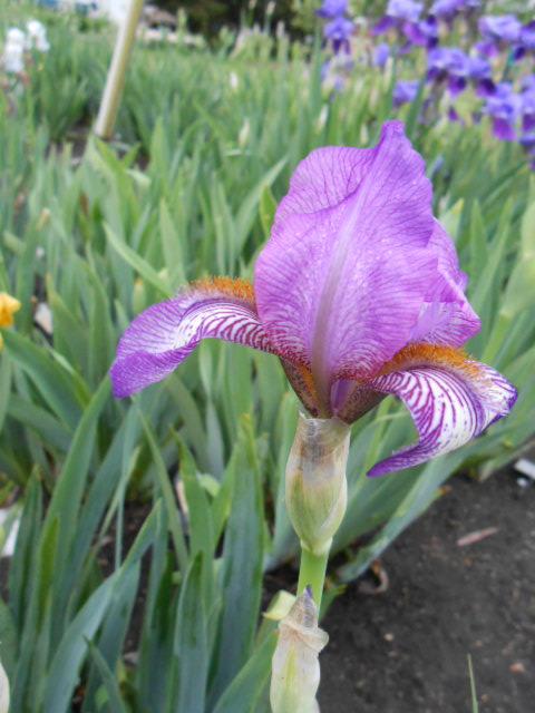Photo of Tall Bearded Iris (Iris 'Mme. de Sevigne') uploaded by crowrita1