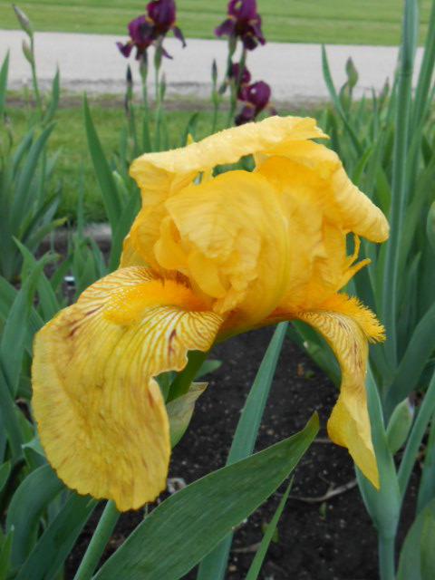 Photo of Tall Bearded Iris (Iris 'California Gold') uploaded by crowrita1