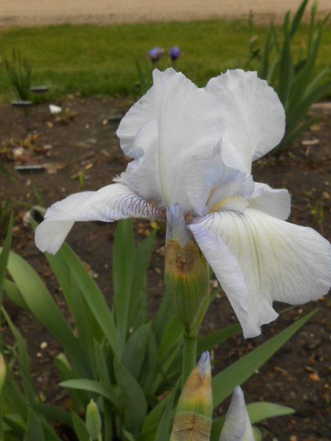 Photo of Tall Bearded Iris (Iris 'English Cottage') uploaded by crowrita1