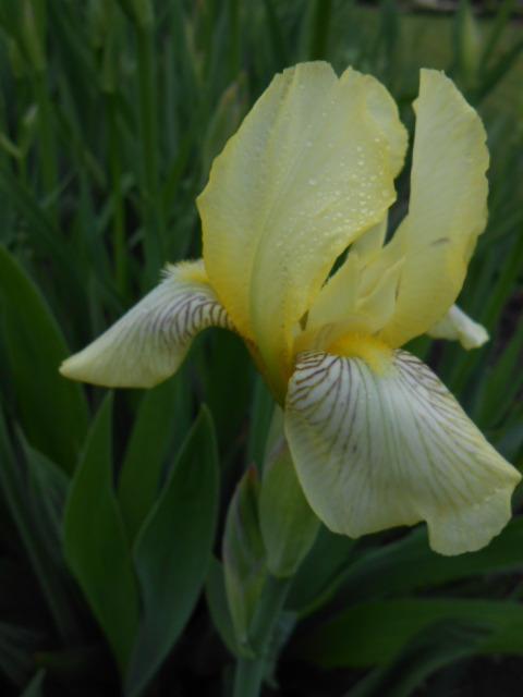 Photo of Tall Bearded Iris (Iris 'Flavescens') uploaded by crowrita1
