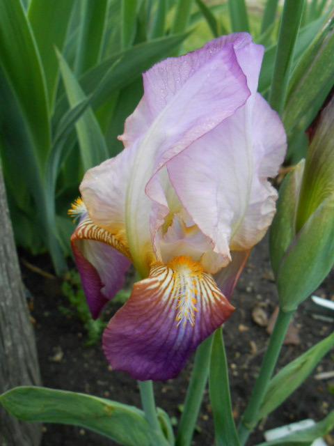 Photo of Tall Bearded Iris (Iris 'Isoline') uploaded by crowrita1