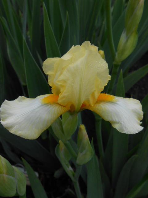Photo of Standard Dwarf Bearded Iris (Iris 'Fine Taste') uploaded by crowrita1