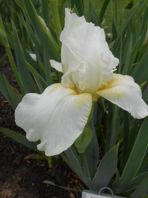 Photo of Intermediate Bearded Iris (Iris 'I Bless') uploaded by crowrita1