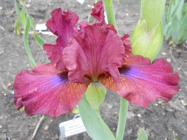 Photo of Intermediate Bearded Iris (Iris 'Wampum') uploaded by crowrita1