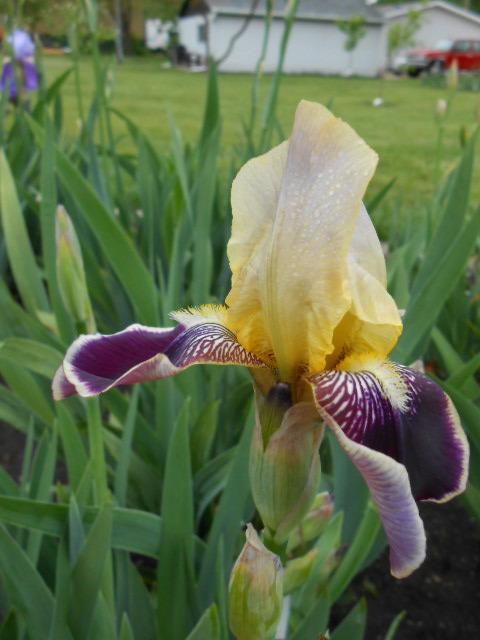 Photo of Intermediate Bearded Iris (Iris 'Vingolf') uploaded by crowrita1