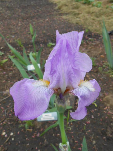 Photo of Tall Bearded Iris (Iris 'Blue Hill') uploaded by crowrita1