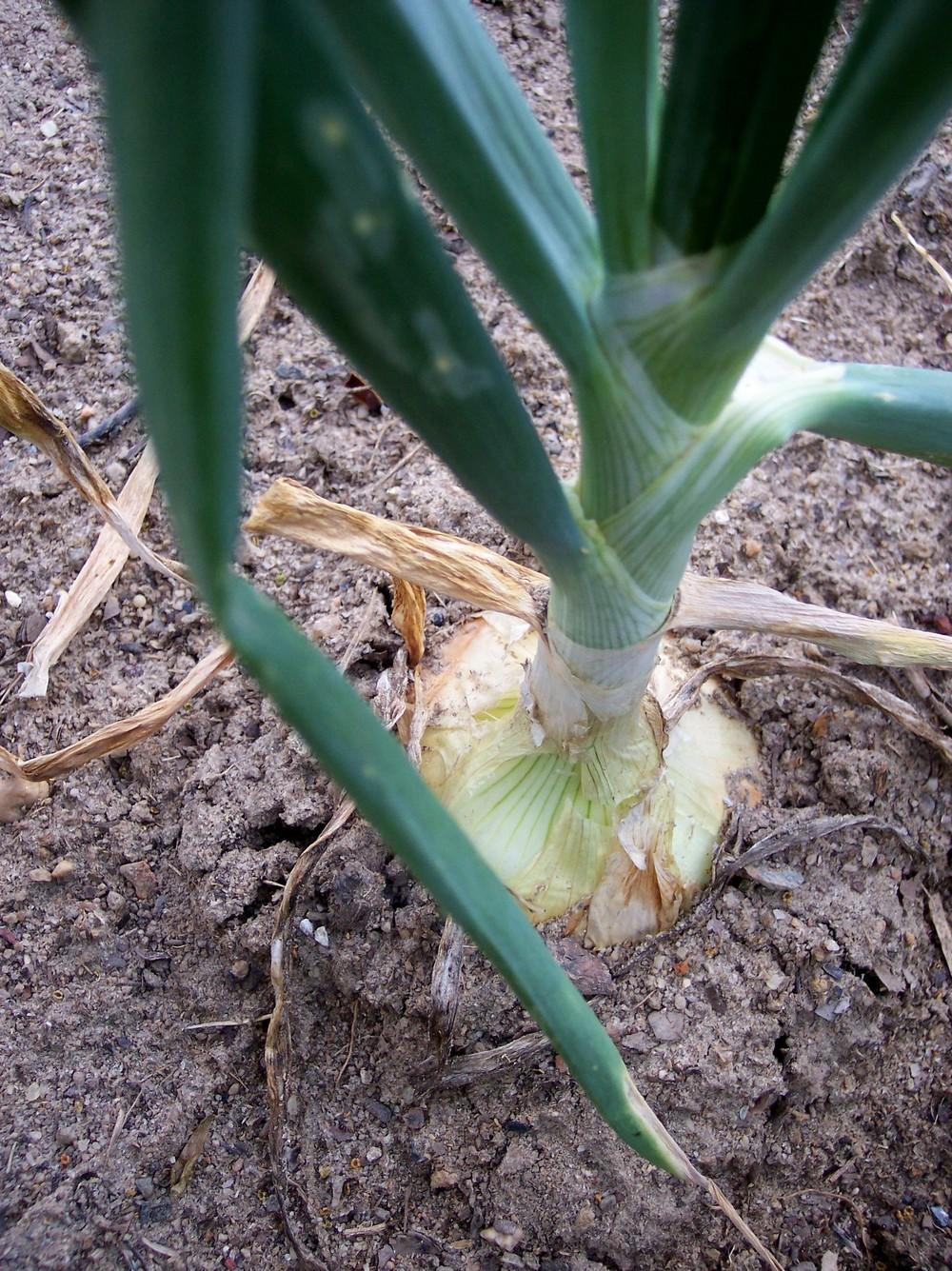Photo of Onion (Allium cepa 'Miss Megan') uploaded by farmerdill