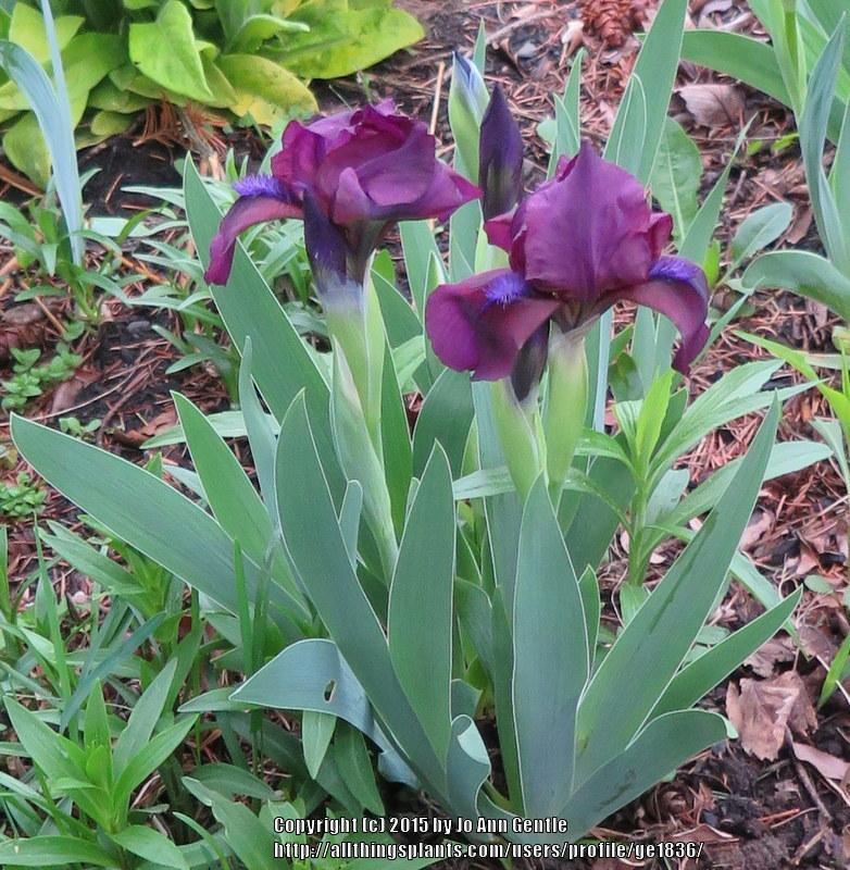 Photo of Standard Dwarf Bearded Iris (Iris 'Cherry Garden') uploaded by ge1836