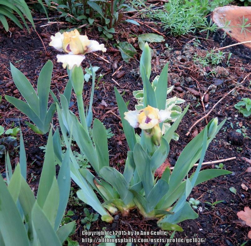 Photo of Standard Dwarf Bearded Iris (Iris 'Kaching') uploaded by ge1836