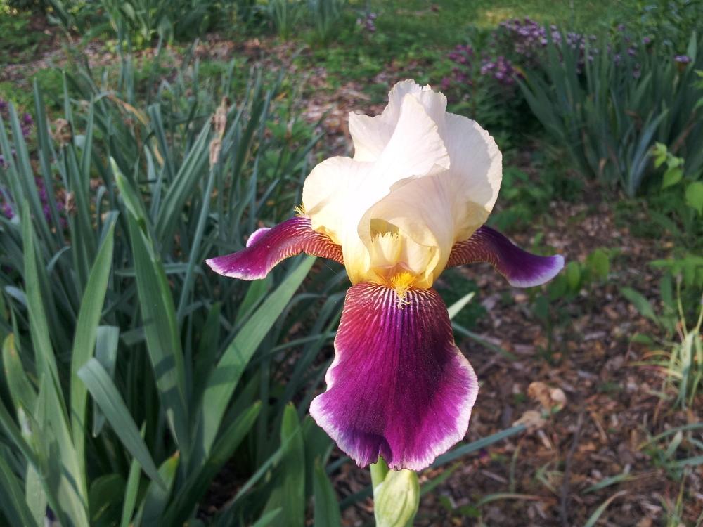Photo of Tall Bearded Iris (Iris 'Shah Jehan') uploaded by gemini_sage
