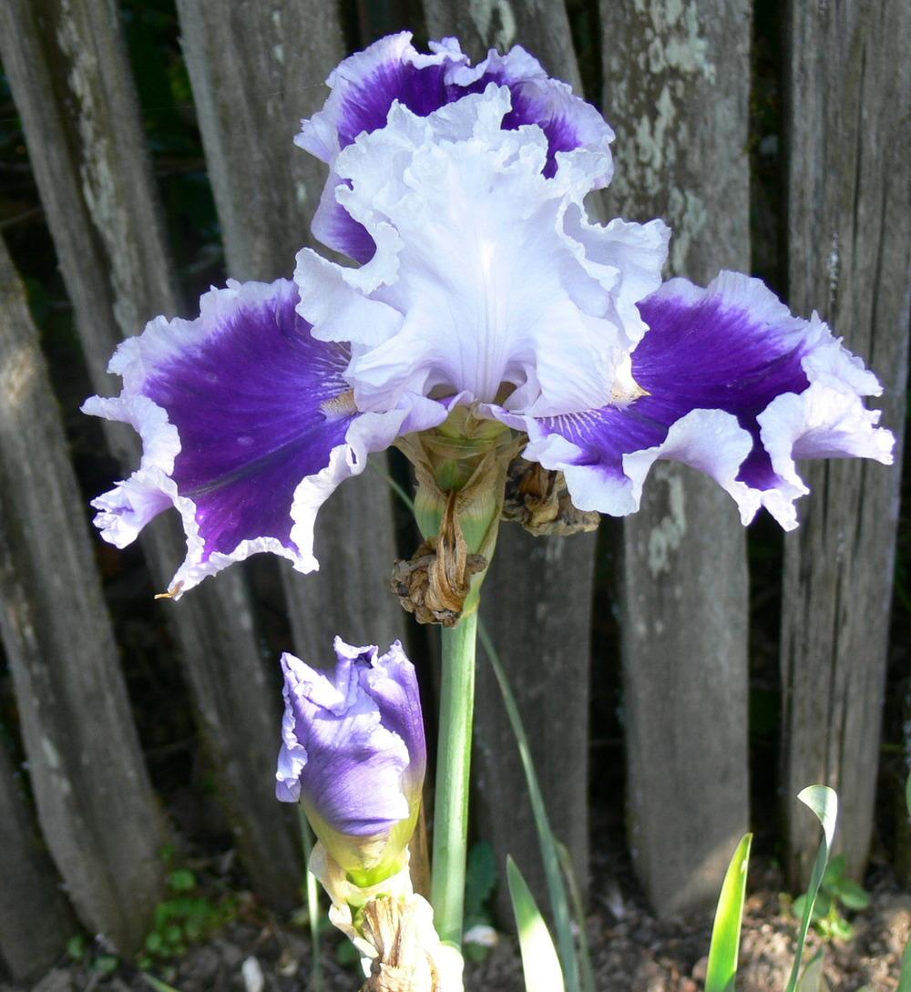 Photo of Tall Bearded Iris (Iris 'Bravery') uploaded by janwax