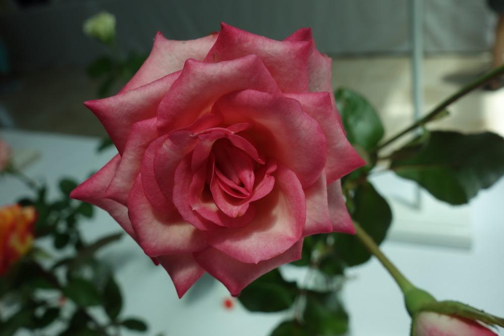 Photo of Rose (Rosa 'Tiffany Lynn') uploaded by mellielong