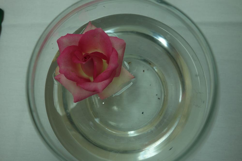 Photo of Rose (Rosa 'Joy') uploaded by mellielong