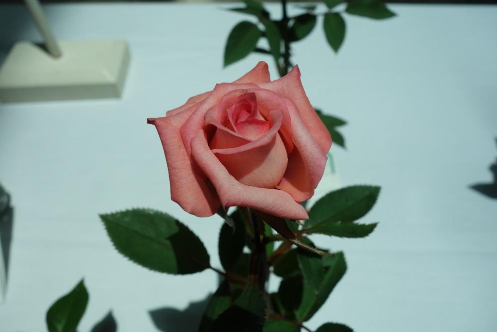 Photo of Rose (Rosa 'Pierrine') uploaded by mellielong