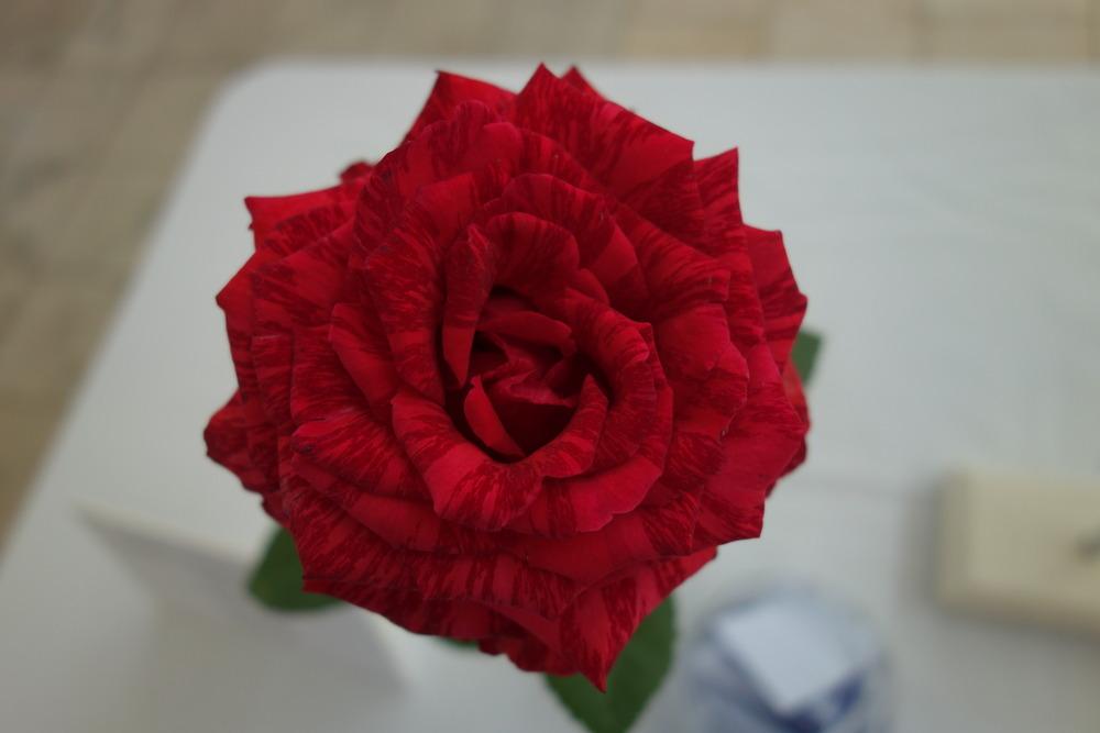 Photo of Rose (Rosa 'Red Intuition') uploaded by mellielong
