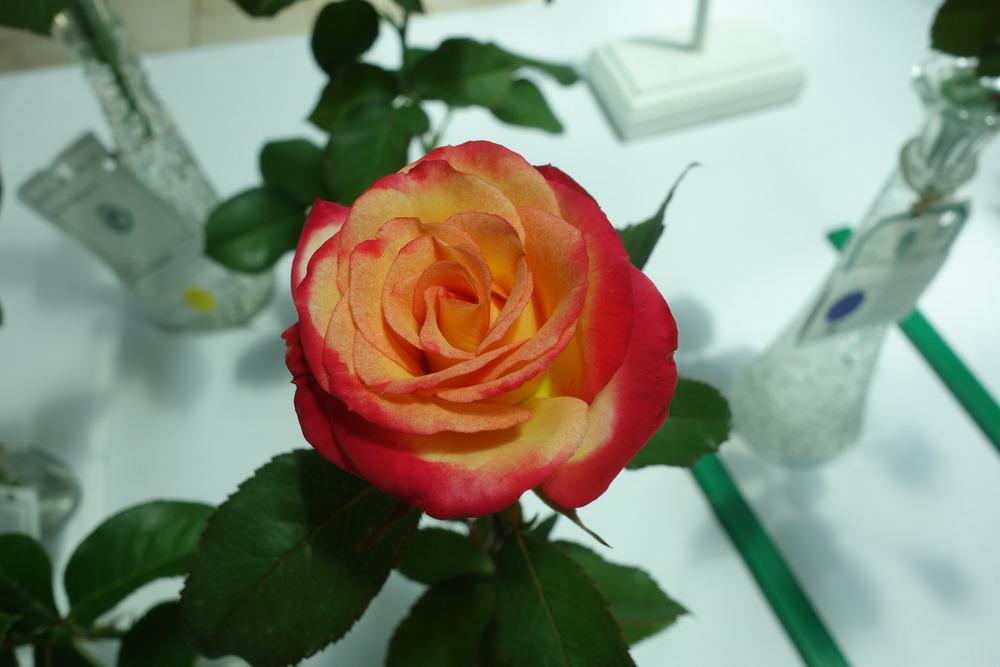 Photo of Rose (Rosa 'Conundrum') uploaded by mellielong
