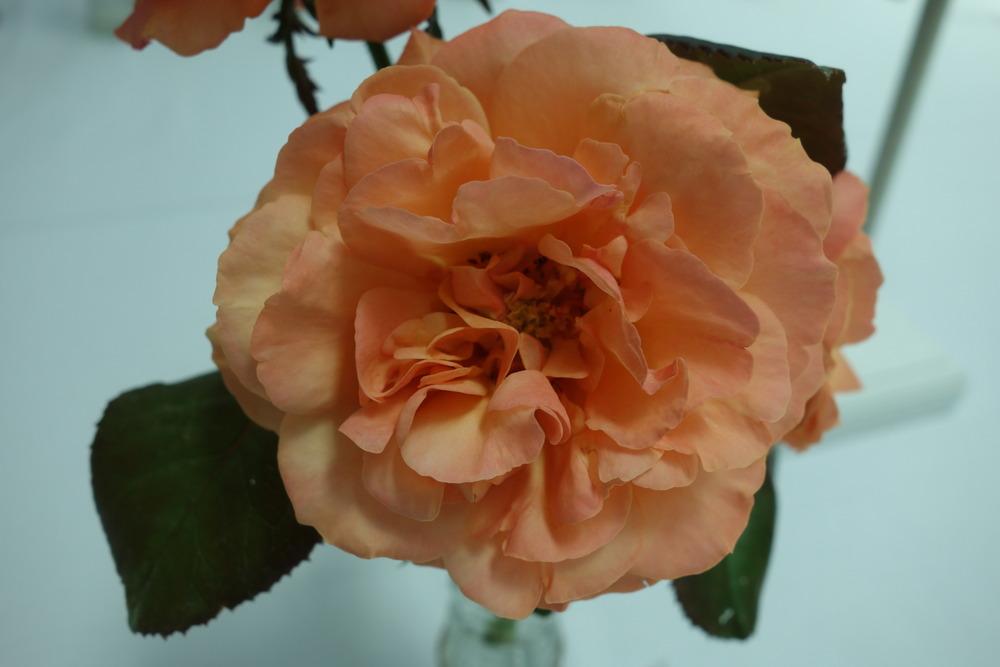 Photo of Rose (Rosa 'Anna's Promise') uploaded by mellielong