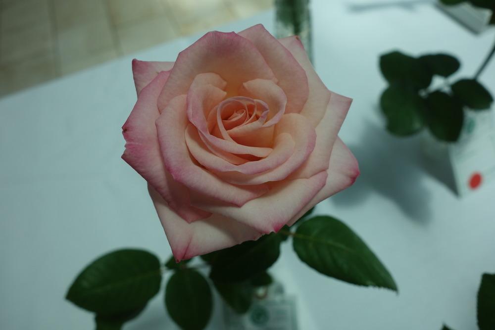 Photo of Rose (Rosa 'Show Stopper') uploaded by mellielong