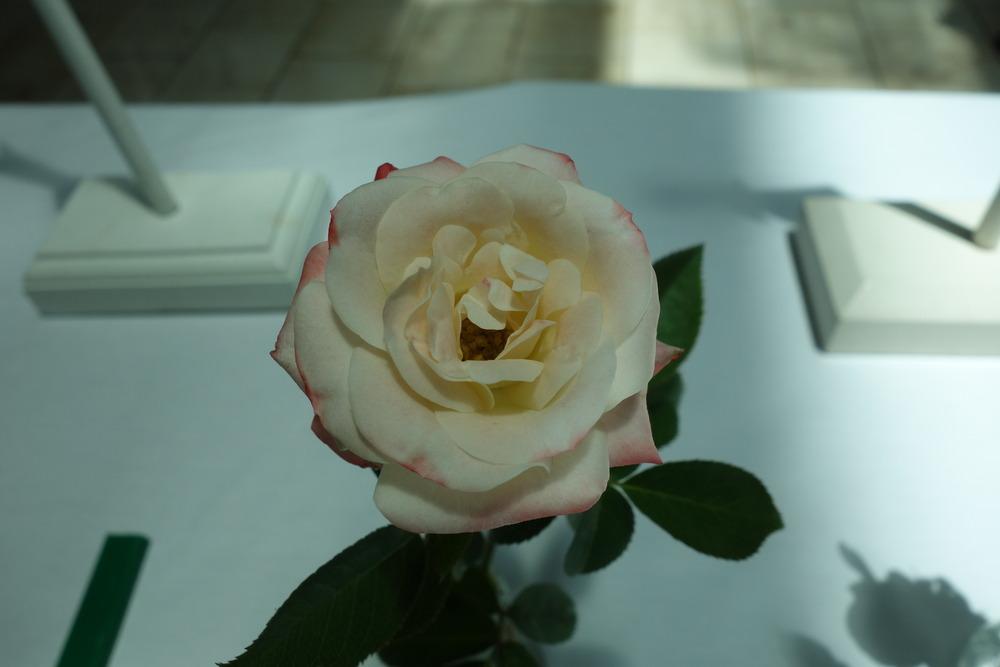 Photo of Rose (Rosa 'Arcanum') uploaded by mellielong