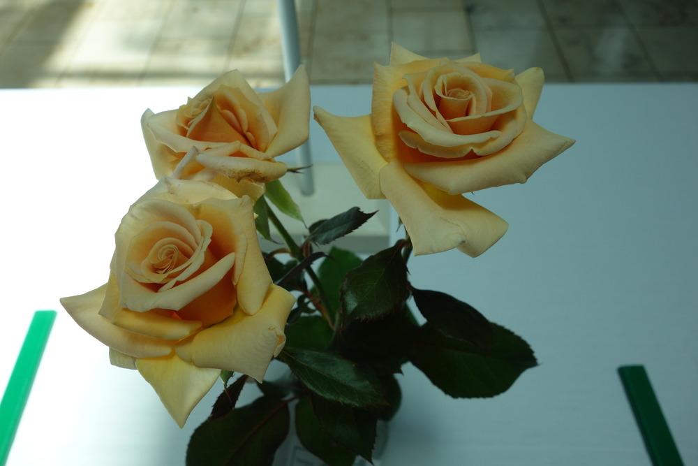 Photo of Rose (Rosa 'Nancy Jean') uploaded by mellielong