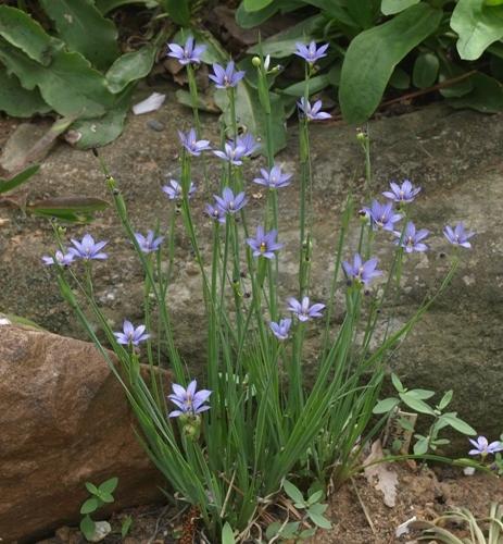 Photo of Mountain Blue-Eyed Grass (Sisyrinchium montanum) uploaded by plantrob