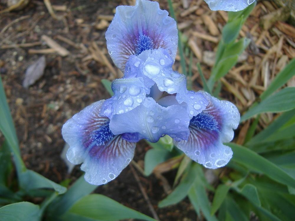 Photo of Standard Dwarf Bearded Iris (Iris 'It's Not Over') uploaded by tveguy3