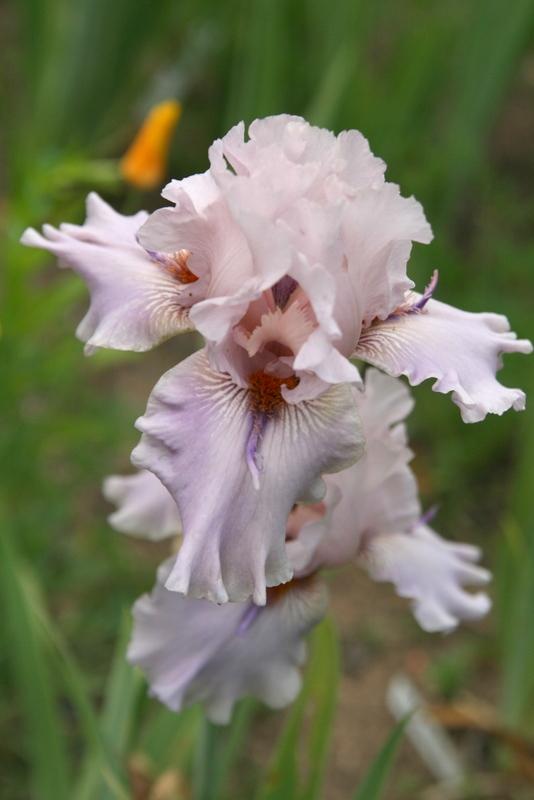 Photo of Tall Bearded Iris (Iris 'Awesome Alex') uploaded by Calif_Sue