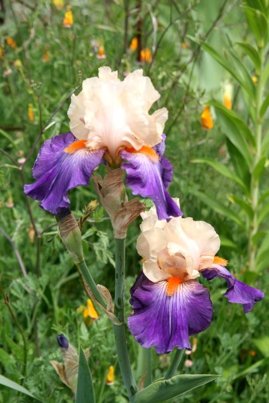 Photo of Tall Bearded Iris (Iris 'Syrian Hills') uploaded by Calif_Sue