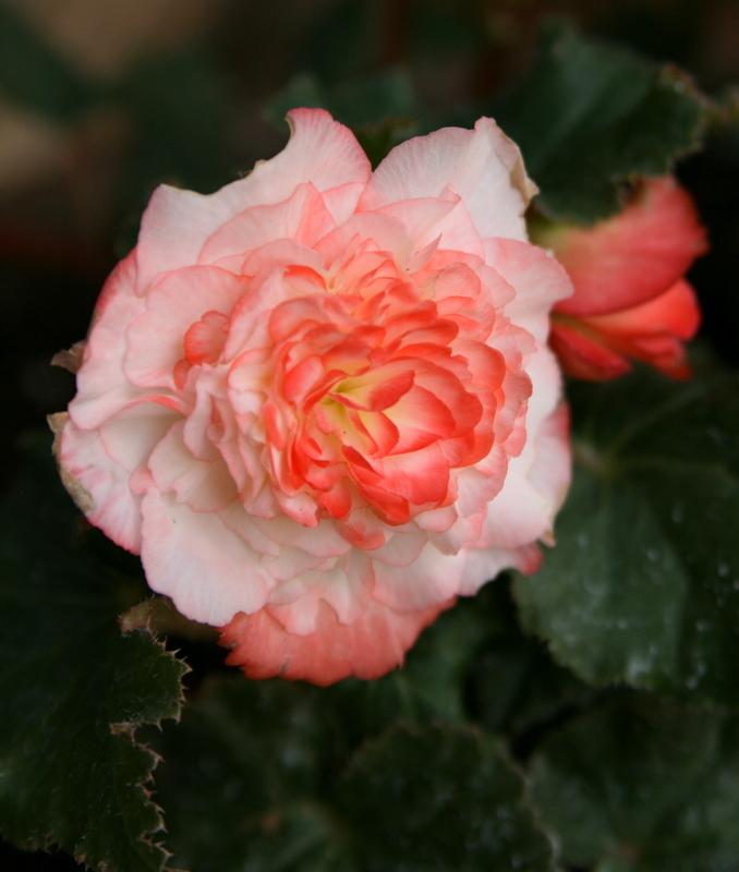 Photo of Tuberous Begonia (Begonia x tuberhybrida Nonstop™ Rose Petticoat) uploaded by Calif_Sue