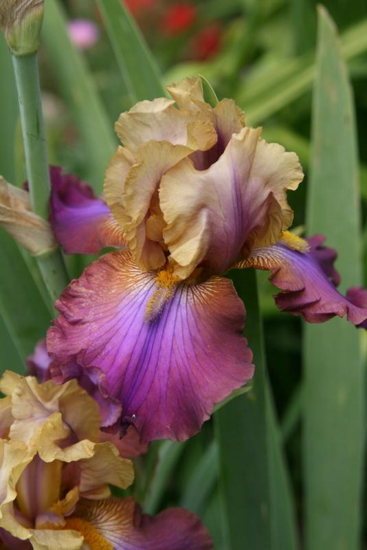 Photo of Tall Bearded Iris (Iris 'Trillion') uploaded by Calif_Sue
